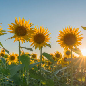 Sunflowers