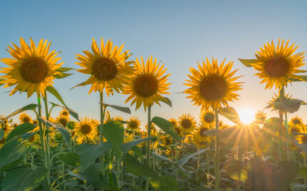 Sunflowers