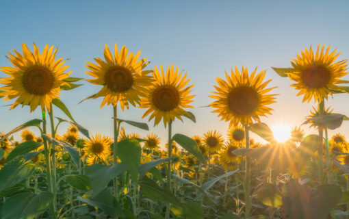 Sunflowers