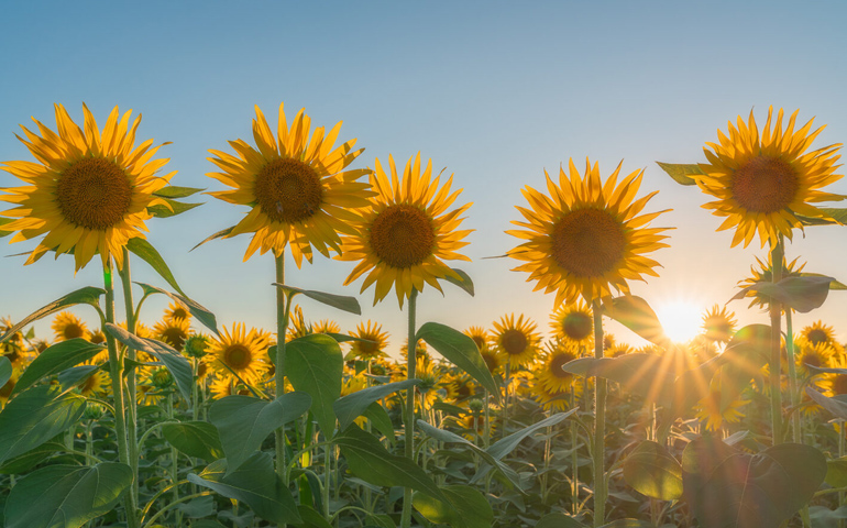 Sunflowers
