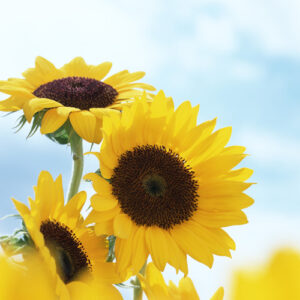 AUG_SUMMER