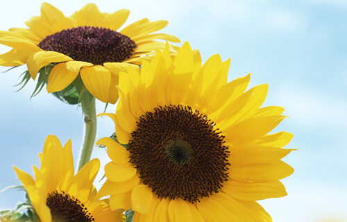 AUG_SUMMER