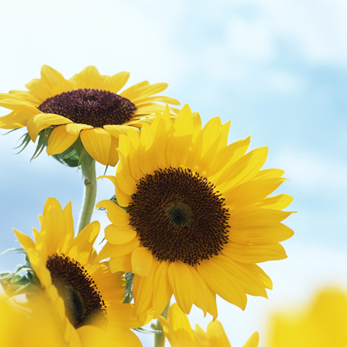 AUG_SUMMER